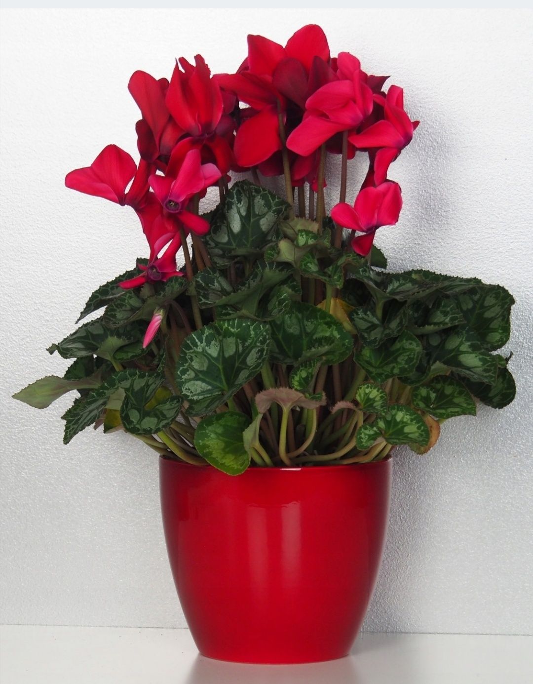 6x osłonka ceramiczna donicy 14, 13, 11, 10 cm czerwone osłonki donica