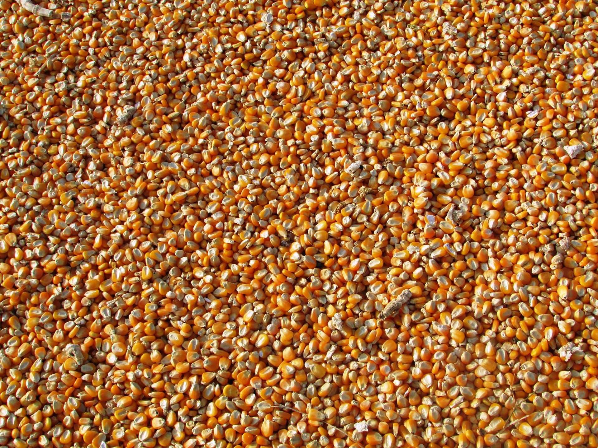 Kukurydza ziarno sucha NAJTANIEJ 23T DUŻE ILOŚCI