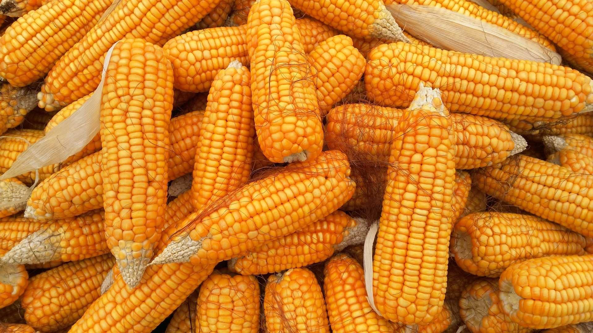 Kukurydza ziarno sucha NAJTANIEJ 23T DUŻE ILOŚCI